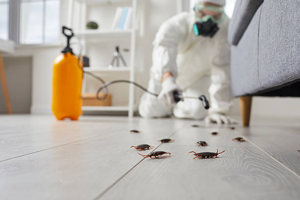 Commercial Rodent Management in Eastport